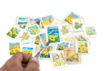 Fototapeta na wymiar A stamp printed in Japan shows yellow flower collection.