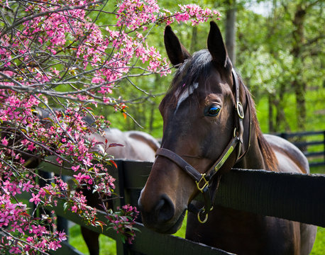 Kentucky Thoroughbred Horse