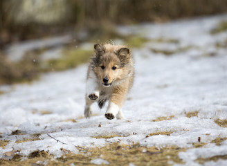 Shetland sheepdog puppy running outdoors. The puppy is 10 weeks old.