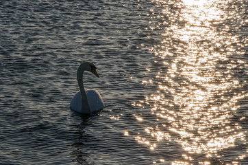 Łabędź w promieniach słońca.    © Aneta