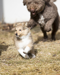 Shetland sheepdog puppy running outdoors. The puppy is 10 weeks old. She is running away from a bigger dog.