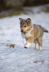 Shetland sheepdog puppy running outdoors. The puppy is 10 weeks old.