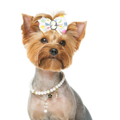 Beautiful yorkshire terrier with necklace
