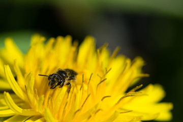 Honey bee collecting pollen from a vivid dandelion flower