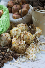 Spring and summer garden works - plant summer flowers, bulbs, seeds, roots