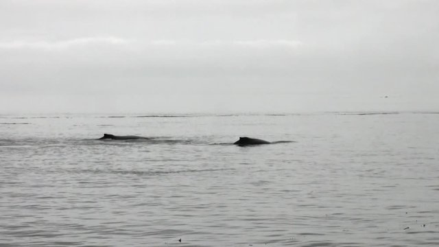 Tail of a whale diving into the water of Pacific Ocean in Alaska. Amazing landscapes. Beautiful rest and tourism in a cool climate. Unique picture of nature in America.