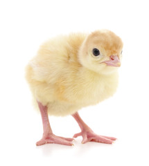 Small chicken. © voren1