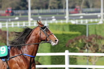 cheval de courses