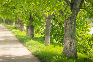 Fototapeta premium View of alley in park on a springtime. Selective focus and blurred background.
