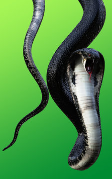 3d King Cobra Black Snake The world's longest venomous snake isolated on green background, King cobra snake 3d illustration, King cobra snake 3d Rendering