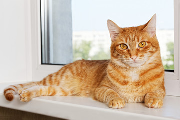 Fototapeta premium Red cat lying on window sill