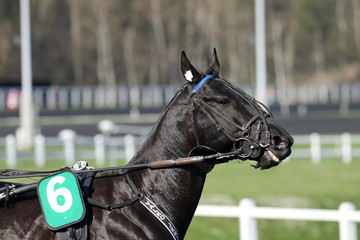 cheval de courses
