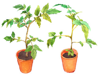 Potted tomato seedlings, hand-painted watercolor illustration.