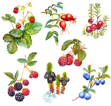 A set of watercolor wild forest berries: crowberry (Empetrum nigrum), dog rose (Briar), blackberry, raspberry, cranberry, blueberry, strawberry. Isolated on white background.