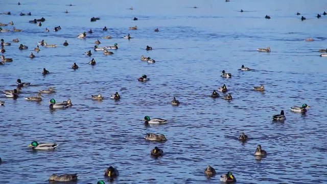Big duck flock floating on the river, Mallard ducks swimming in water