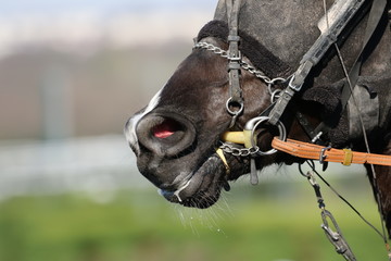 cheval de courses