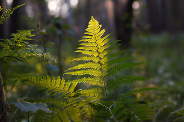 Fern leaves in summer forest.