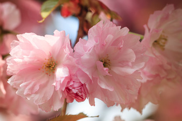 Close-up of Cherry Blossom or Sakura flower in springtime. Beautiful Pink Flowers. Selective focus and blurred background. 