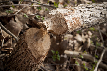Fototapeta premium Tree showing wear from a beaver