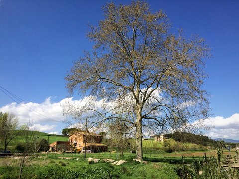 Campo
