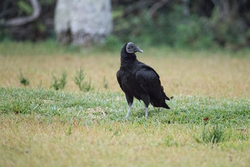 American Black vulture