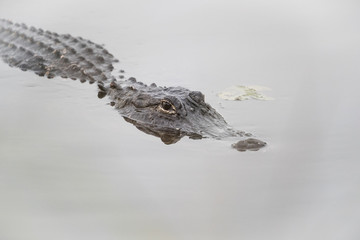American alligator