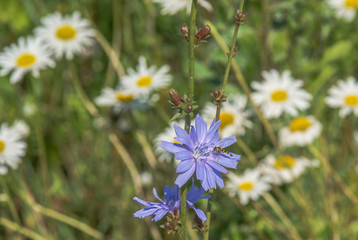 Obraz premium Wildflowers. Camomiles, chicory.