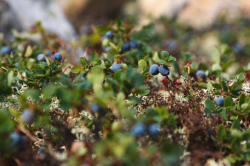 Ripe blueberries in the mountains.
