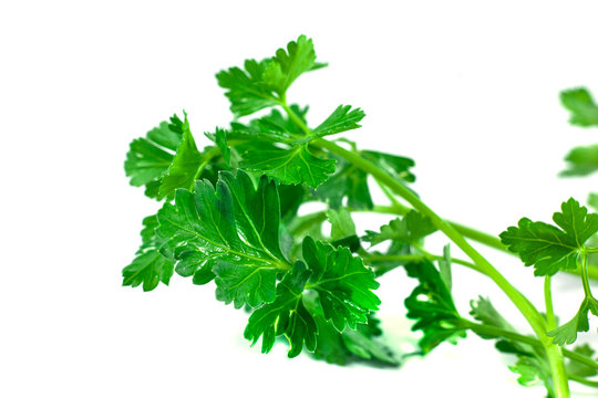 Fresh green parsley isolated on white background, food ingredient