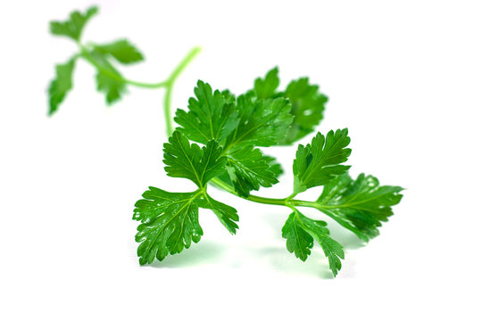 Fresh green parsley isolated on white background, food ingredient