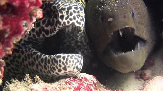Moray Eel black and spotted on background coral underwater in sea of Maldives. Swimming in world of colorful beautiful wildlife of reefs. Inhabitants in search of food. Abyssal relax diving.