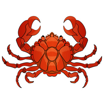 Vector hand drawn cartoon crab character