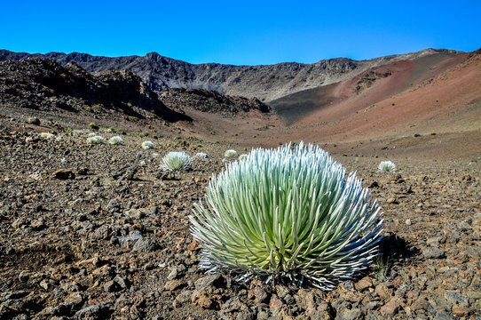 Stunning view of a Silversword plant in the center of Haleakala Crater in Haleakala National Park on the island of Maui, Hawaiian Islands, USA. The rare Silversword only lives in the Haleakalā area.