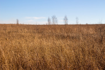 Field of yellow grass