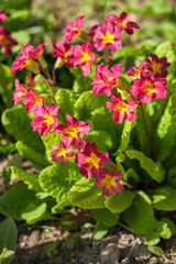 Fototapeta premium Primula flowers