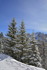 Snow covered trees on the slopes of Monte Lussari in Friuli Venezia Giulia, north east Italy
