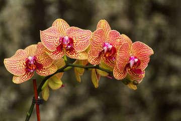 Indoor decorative plants. Flowering branch of Orchid phalaenopsis on dark background
