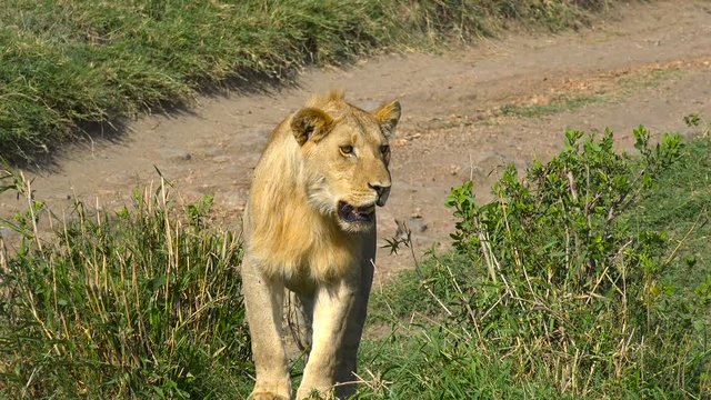 Молодой африканский лев. Увлекательное сафари-путешествие по африканской саванне. Танзания.
