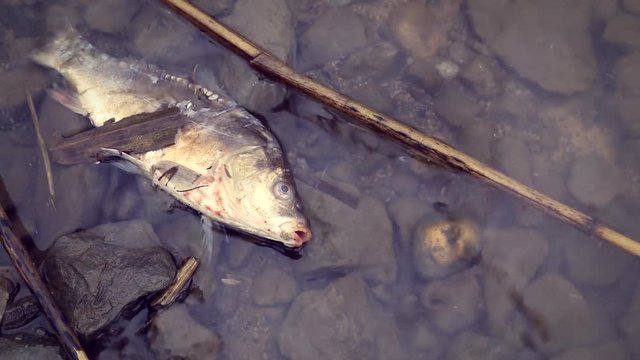 Dead fish on the river polluted water. Pollution environmental problem.
