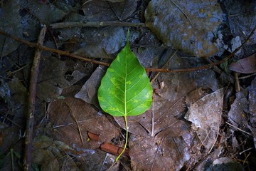 Fallen Leaf