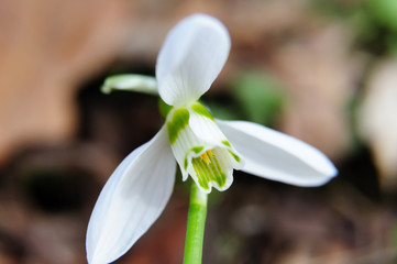 First snowdrop (macro)