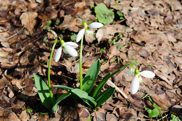 First snowdrops