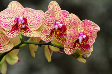 Indoor decorative plants. Flowering branch of Orchid phalaenopsis on dark background
