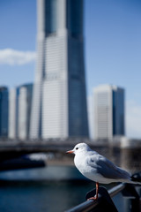Obraz premium 高層ビルとカモメ