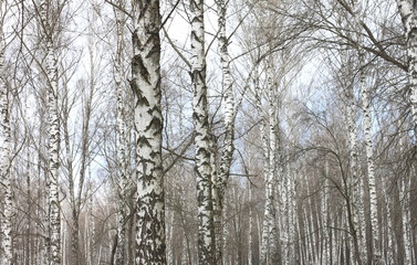 trunks of birch trees with white bark