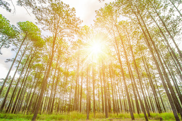 forest trees. nature green wood sunlight backgrounds