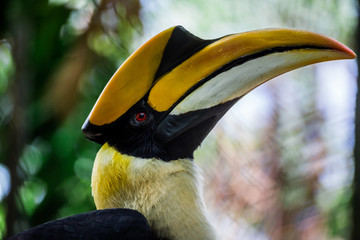 hornbill © Tanakorn