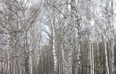 trunks of birch trees with white bark