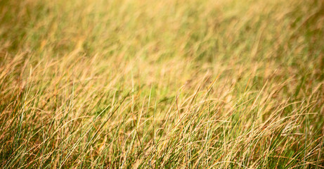 blur   abstract grass like background