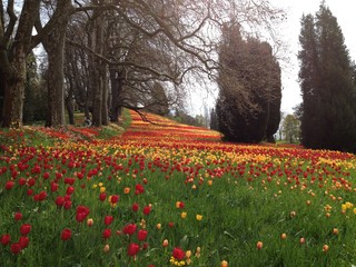 Sea of colorful tulips